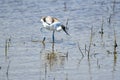 Avocette ÃÂ©lÃÂ©gante ÃÂ  la recherche de nourriture dans les marais Royalty Free Stock Photo